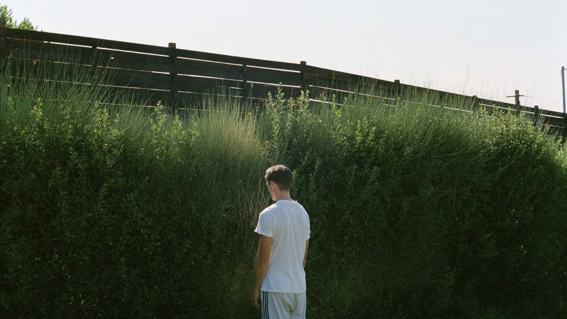 ეშვი  ქართულად -  Dogtooth