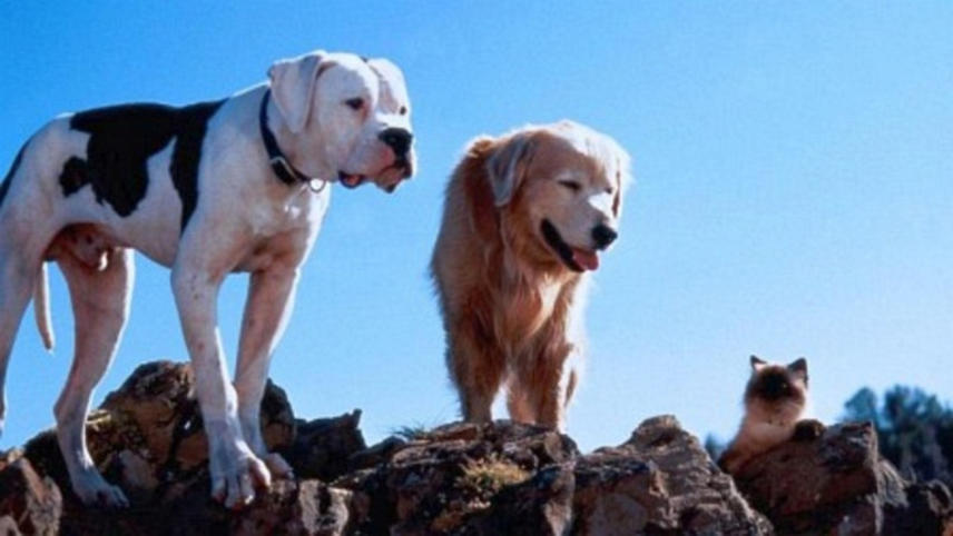 გზა შინისაკენ: საოცარი მოგზაურობა  ქართულად -  Homeward Bound: The Incredible Journey