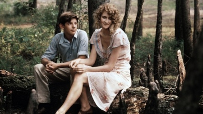 მოხეტიალე ვარდი  ქართულად -  Rambling Rose