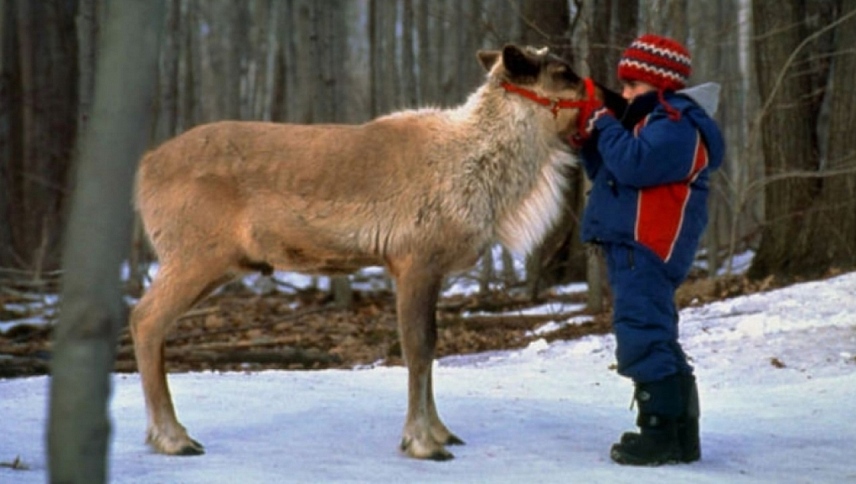 სანტას ირემი ბრუნდება  ქართულად -  Prancer Returns