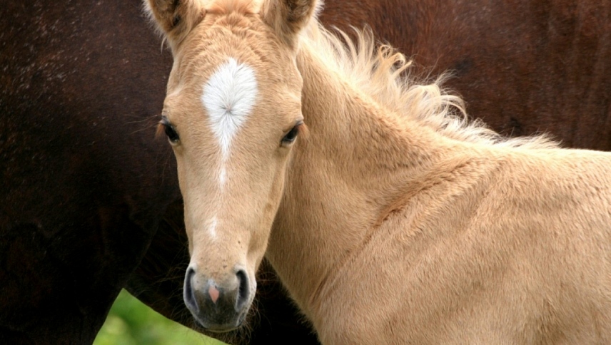 საშობაო კვიცი  ქართულად -  The Christmas Colt
