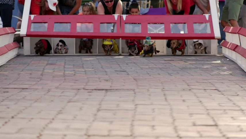 ძაღლების საერთაშორისო შეჯიბრი  ქართულად -  Wiener Dog Internationals