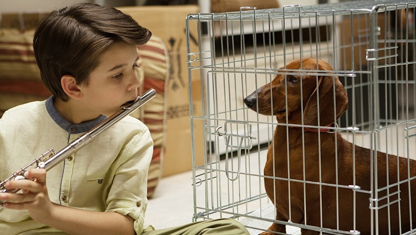 ტაქსა  ქართულად -  Wiener-Dog