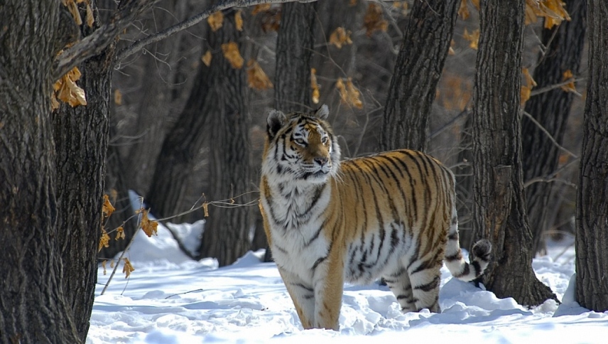 რუსეთი - ვეფხვების, დათვებისა და ვულკანების ბატონობაში  ქართულად -  Russland - Im Reich der Tiger, Bären und Vulkane
