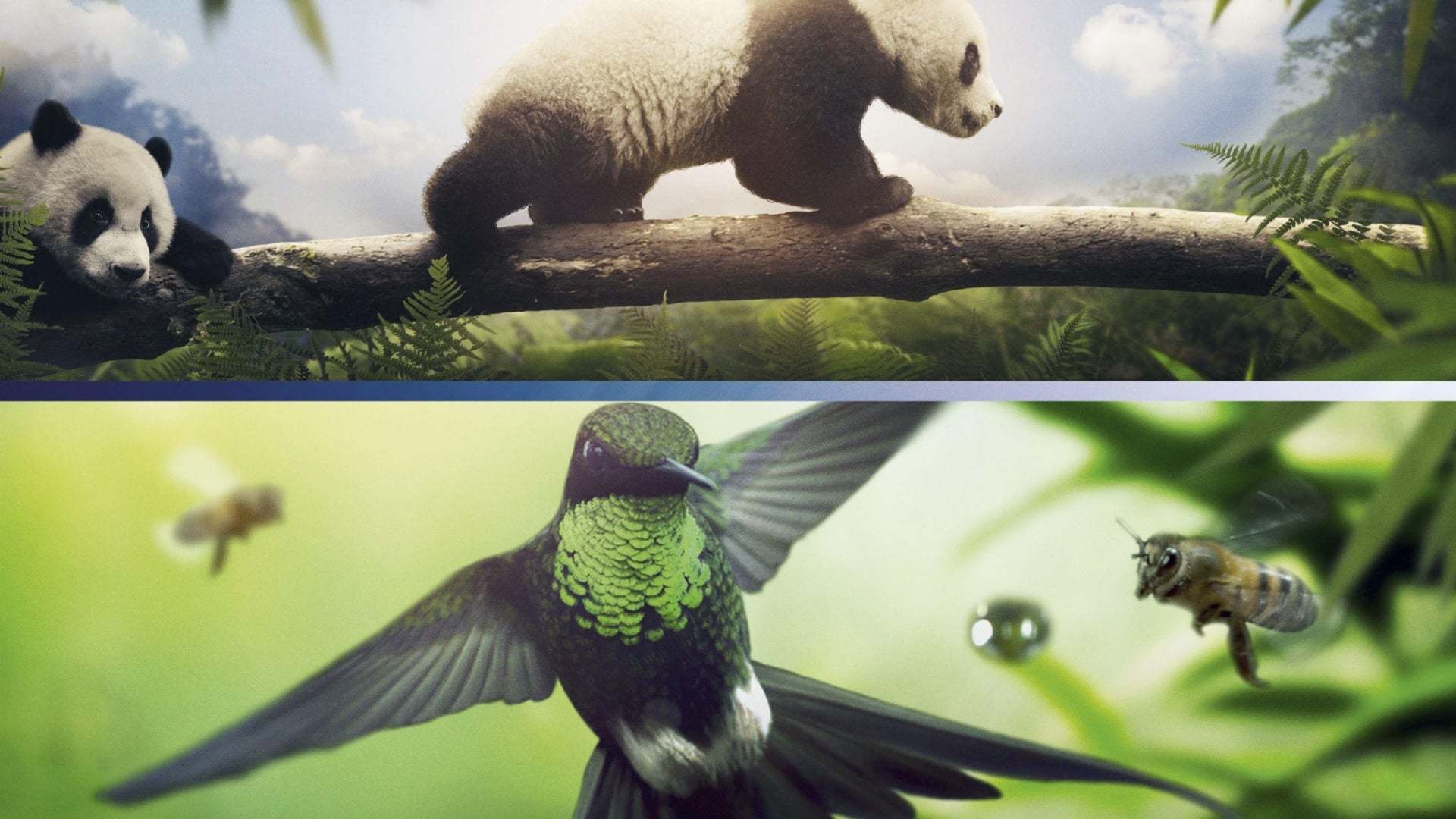 დედამიწა: ერთი გასაოცარი დღე  ქართულად -  Earth: One Amazing Day