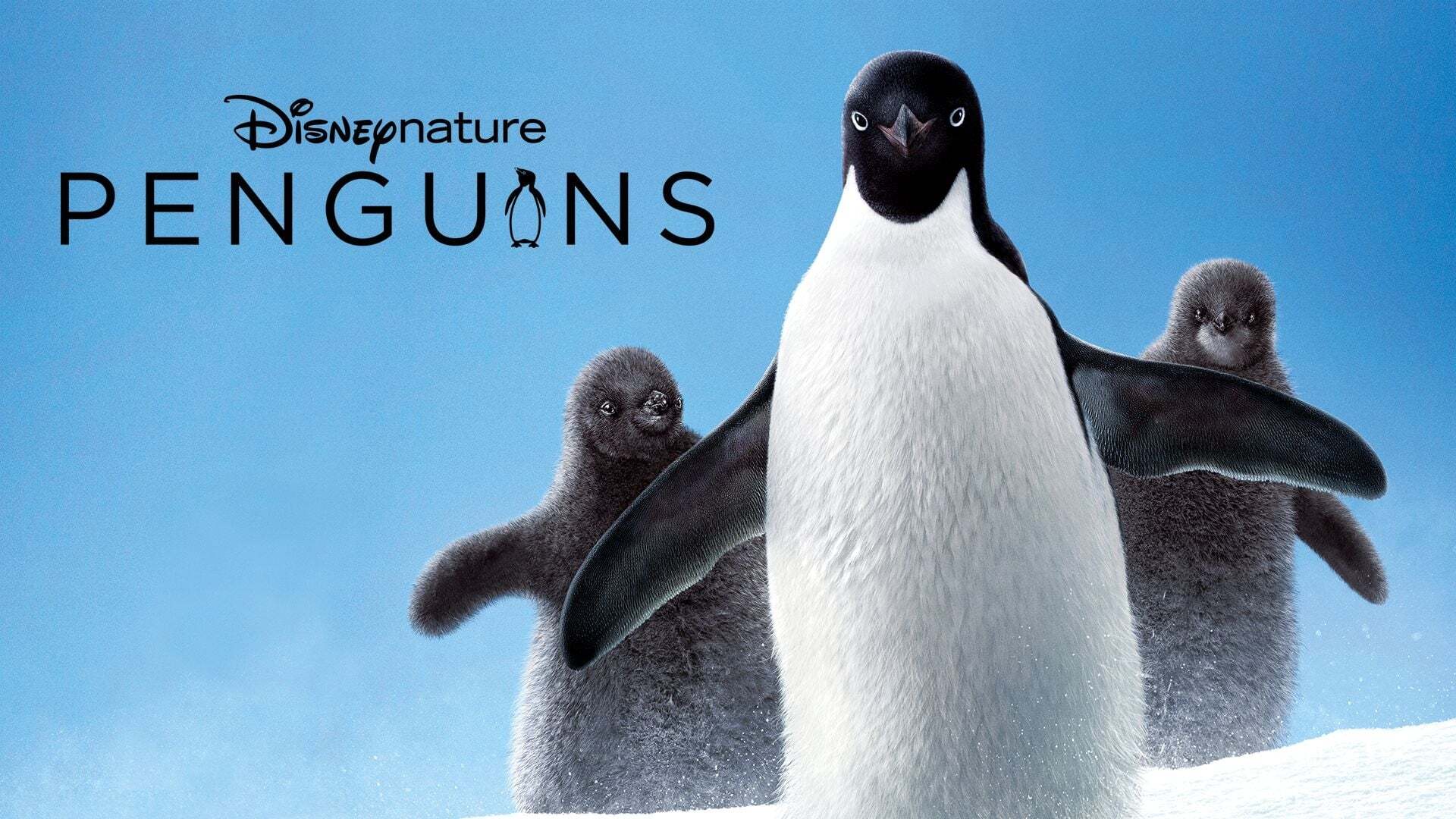 პინგვინები  ქართულად -  Penguins