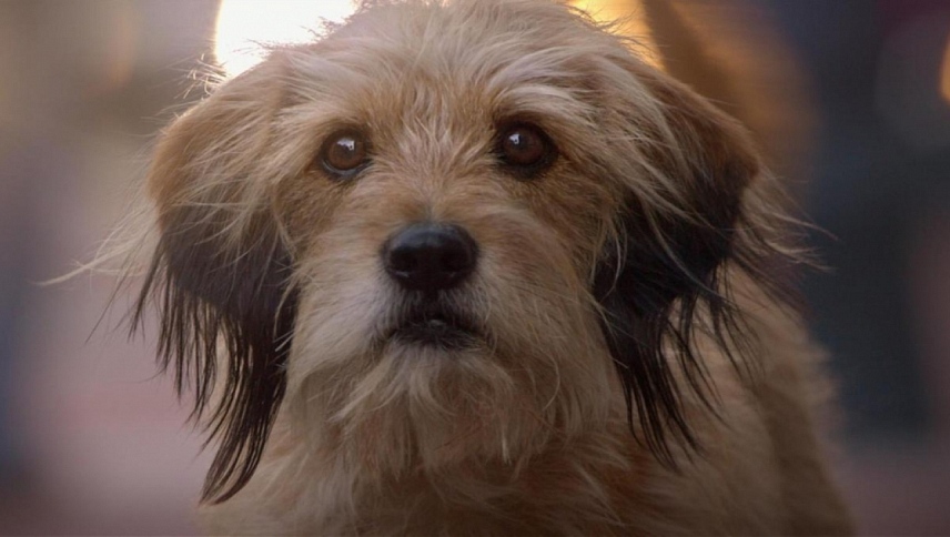 ბენჯი  ქართულად -  Benji