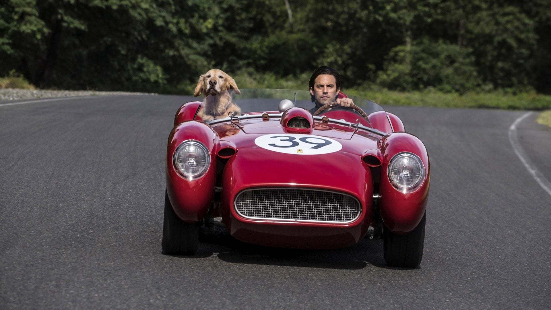 წვიმის ქვეშ რბოლის ხელოვნება  ქართულად -  The Art of Racing in the Rain