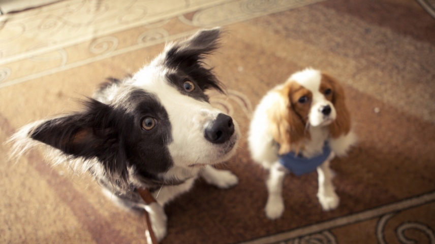 ფუმფულა ნაძვები  ქართულად -  Ёлки лохматые