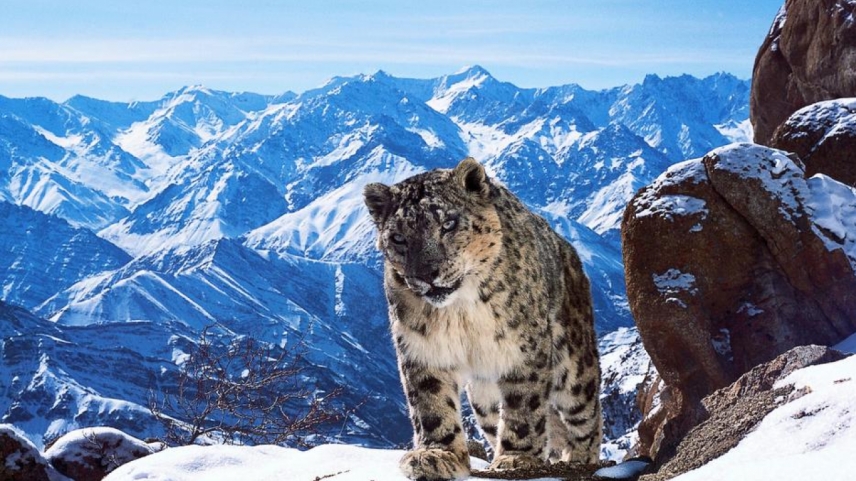 პლანეტა დედამიწა II  ქართულად -  Planet Earth II