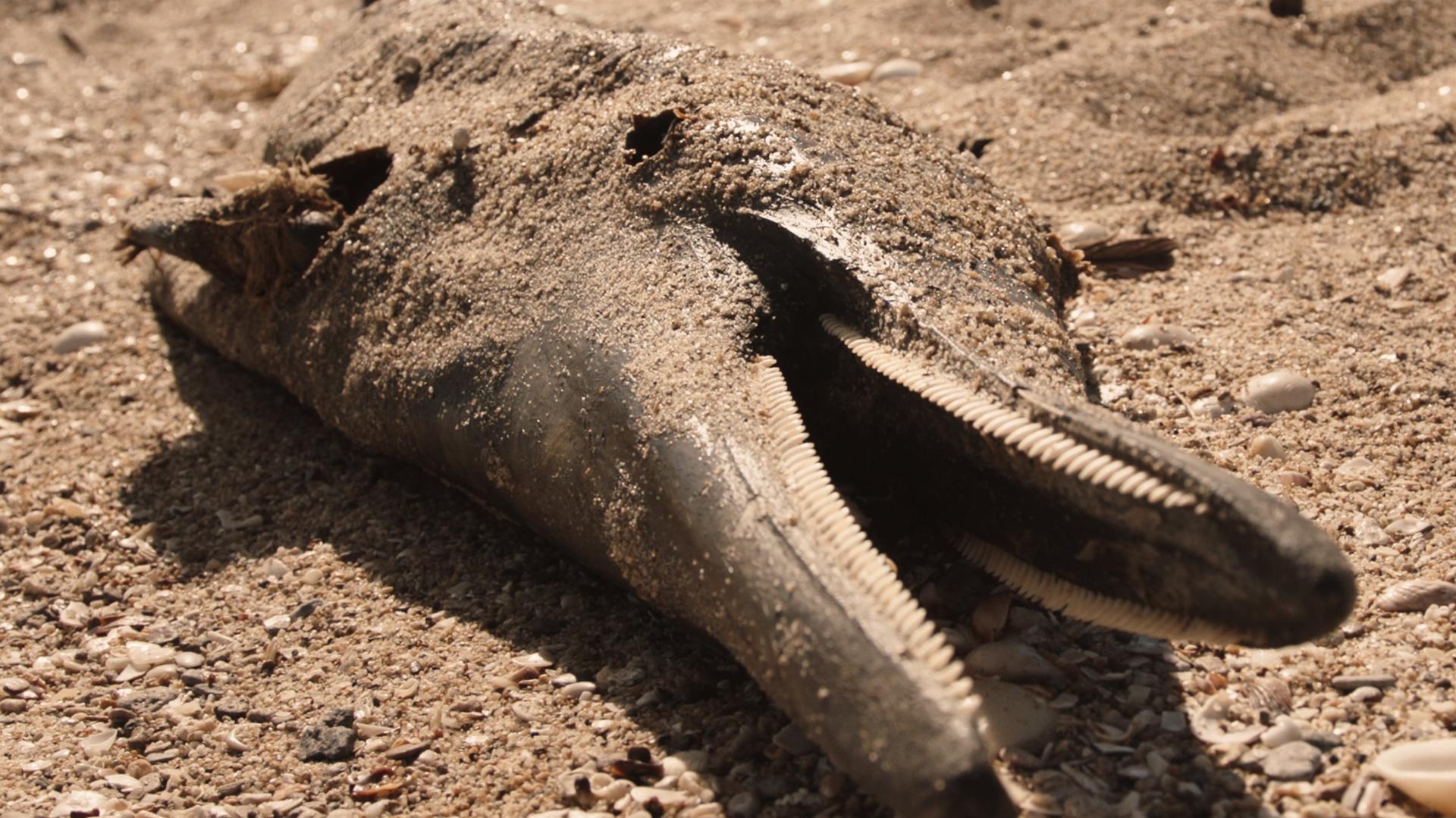 ჩრდილების ზღვა  ქართულად -  Sea of Shadows