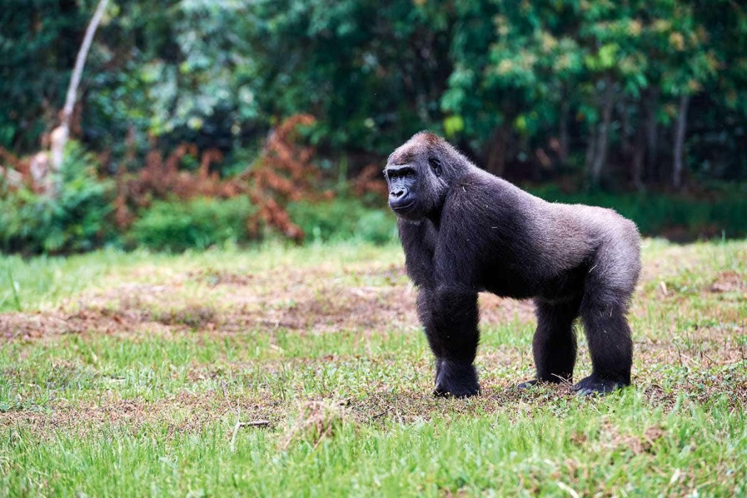 გაბონის გორილები  ქართულად -  Gorillas of Gabon