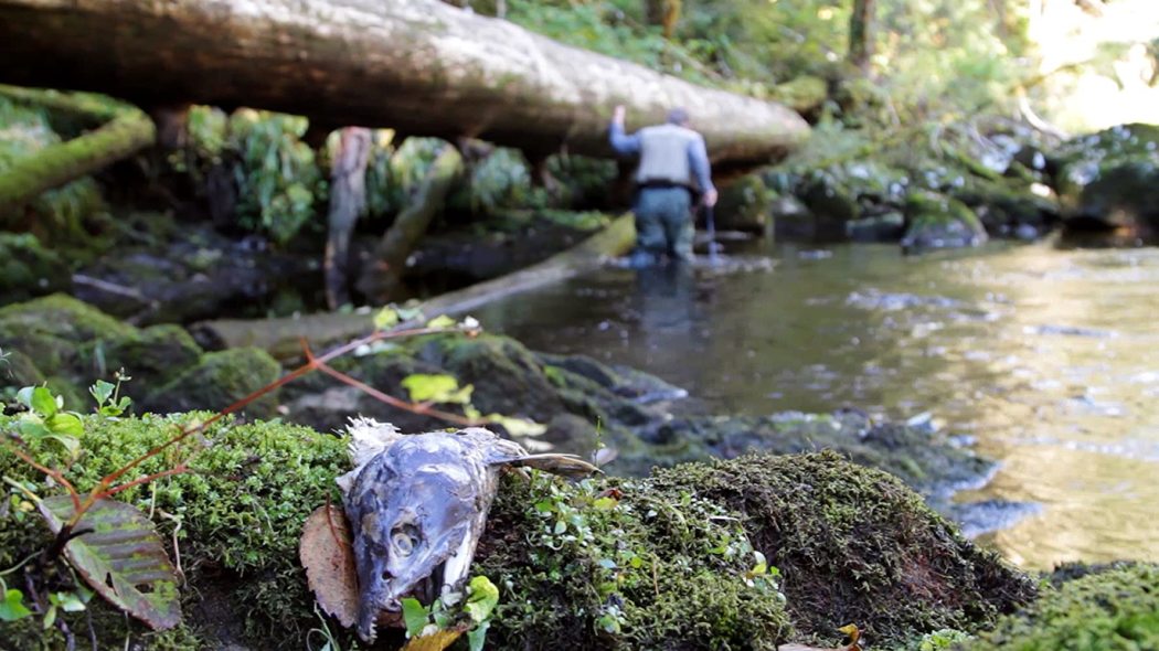 ბენების დამცველი  ქართულად -  Guardian