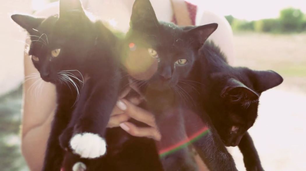 გადამარჩინე  ქართულად -  Rescue Me: International