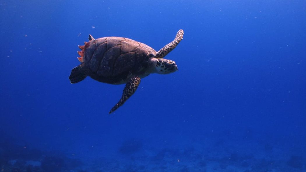 მკვლელობა რიფზე  ქართულად -  Murder on the Reef