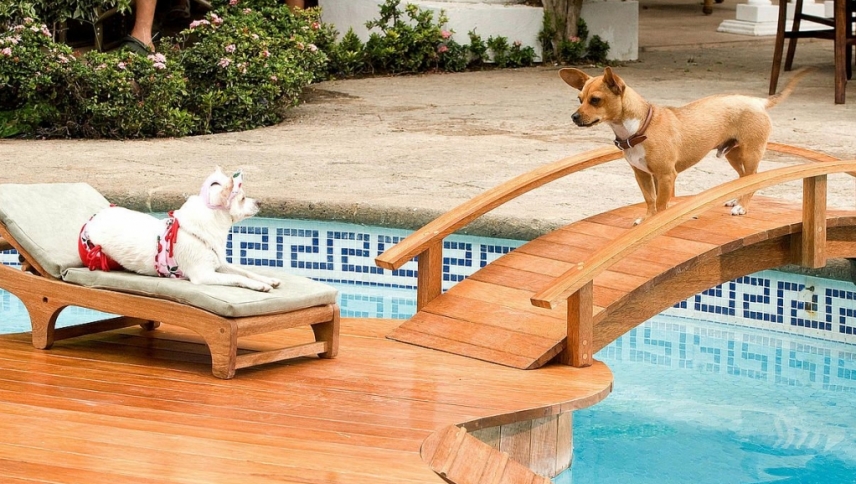 ჩიხუახუა ბევერლი –ჰილზიდან  ქართულად -  Beverly Hills Chihuahua