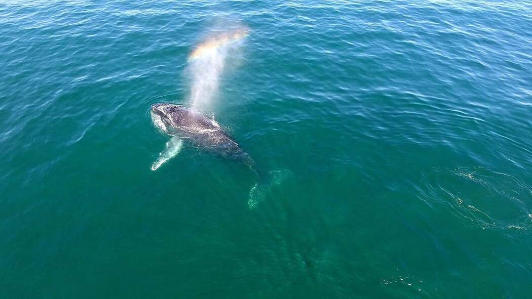 ევოლუცია 4k  ქართულად -  Evolution 4K