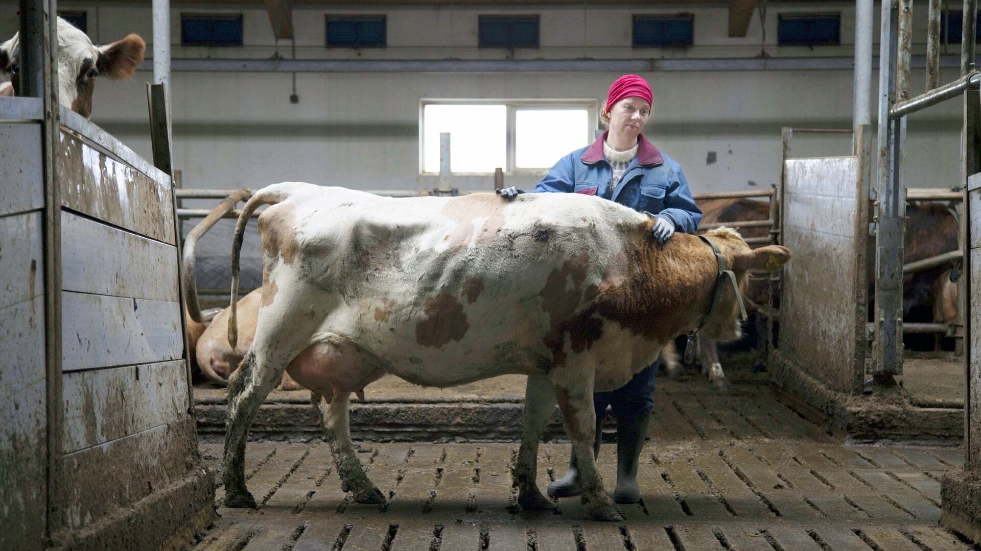 საგრაფო  ქართულად -  The County