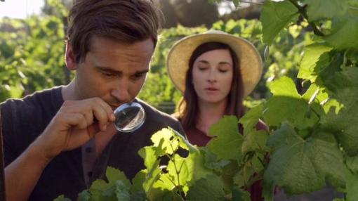 სიყვარული ვენახში  ქართულად -  Love on the Vines