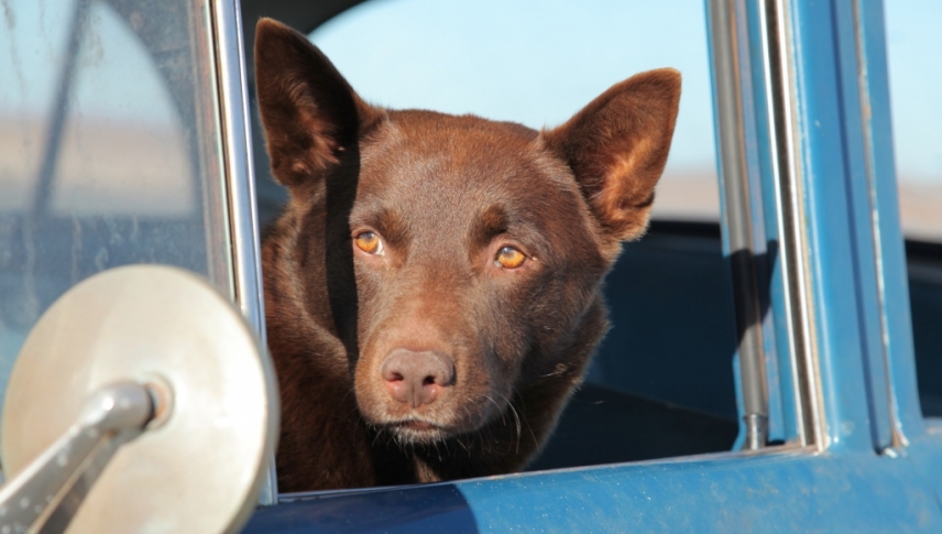 წითური ძაღლი  ქართულად -  Red Dog