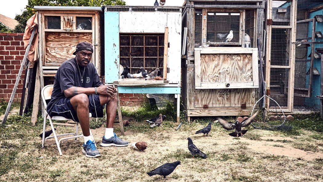 მტრედების მეფეები  ქართულად -  Pigeon Kings