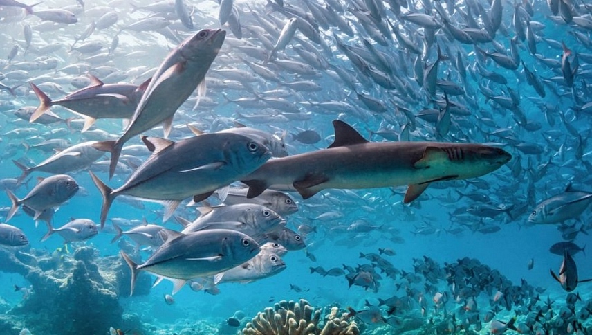 ოკეანე  ქართულად -  Dolphin Reef