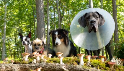 ქუჩის ძაღლები  ქართულად -  Strays